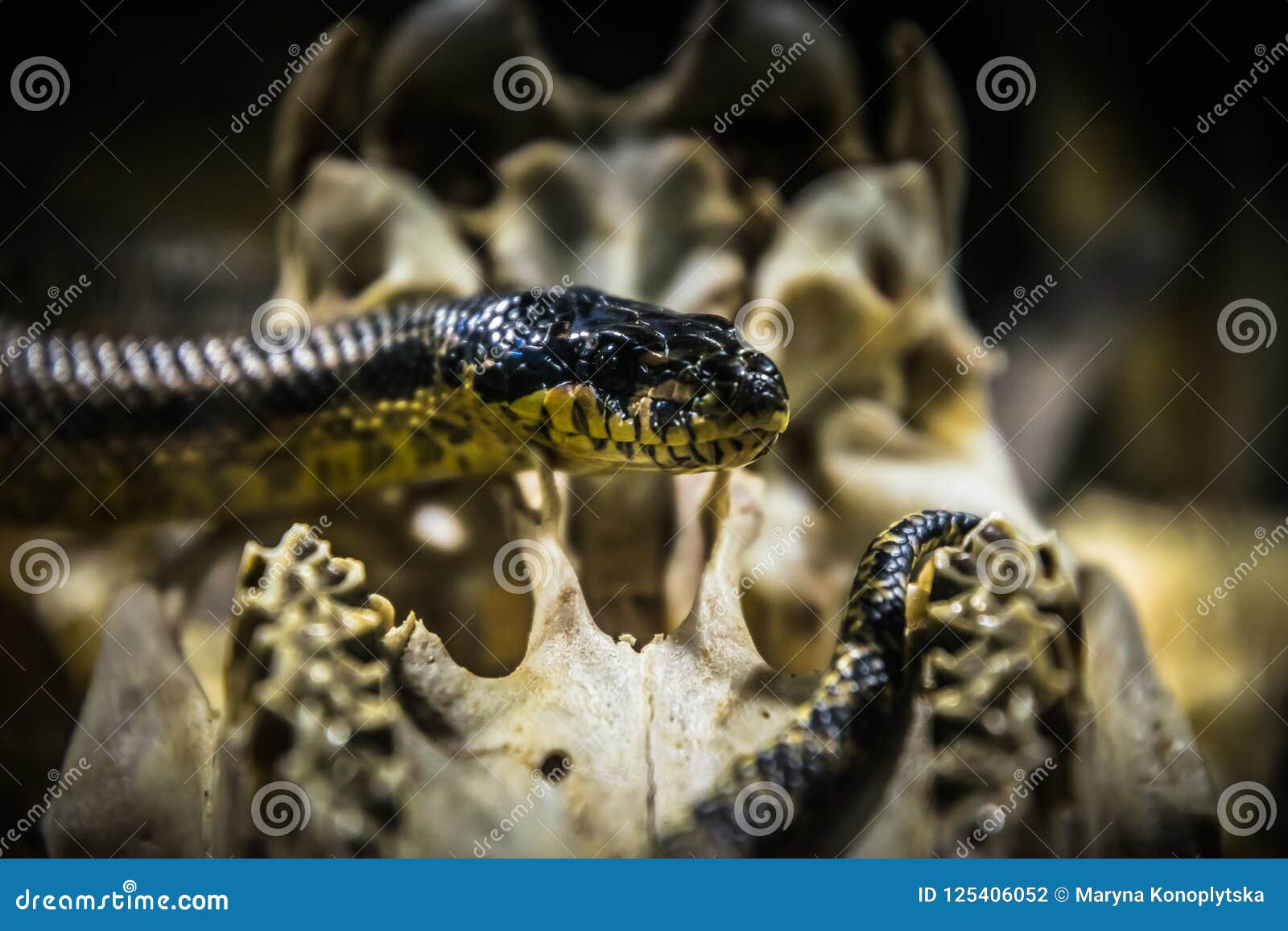 American King Snake and Old Skull Stock Photo - Image of desert, black: 125406052 American King Snake and Old Skull Stock Photo - Image of desert, black: 125406052