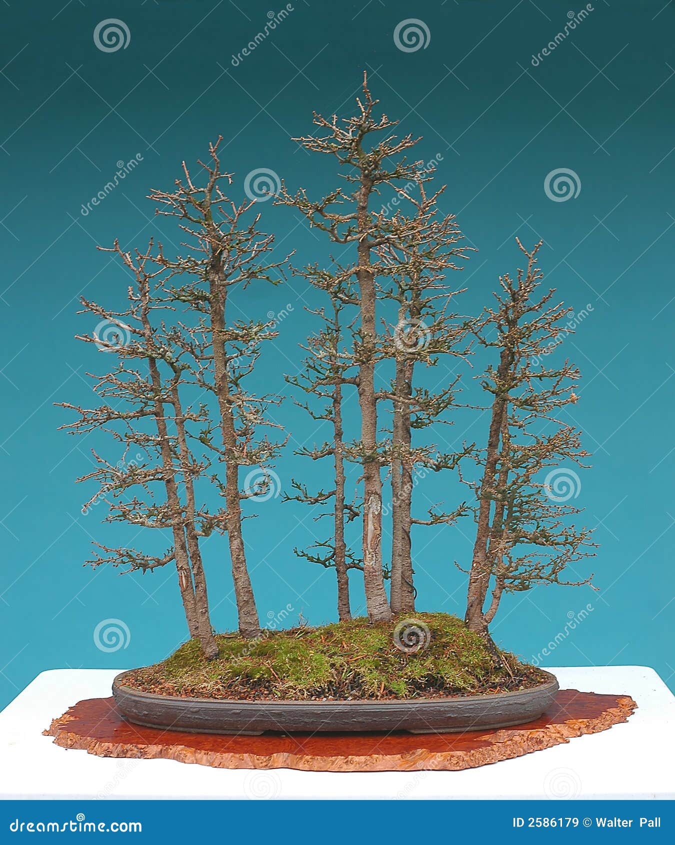 American Larch Bonsai Forest Stock Image Image of group, forest 2586179