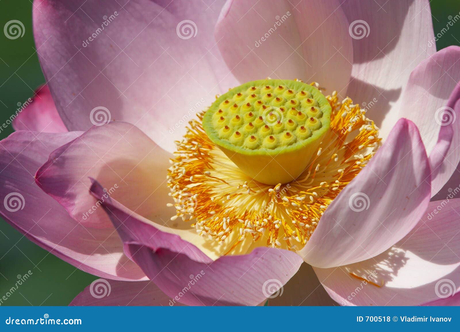 American lotus stock photo. Image of blooming, center, aquatic 700518