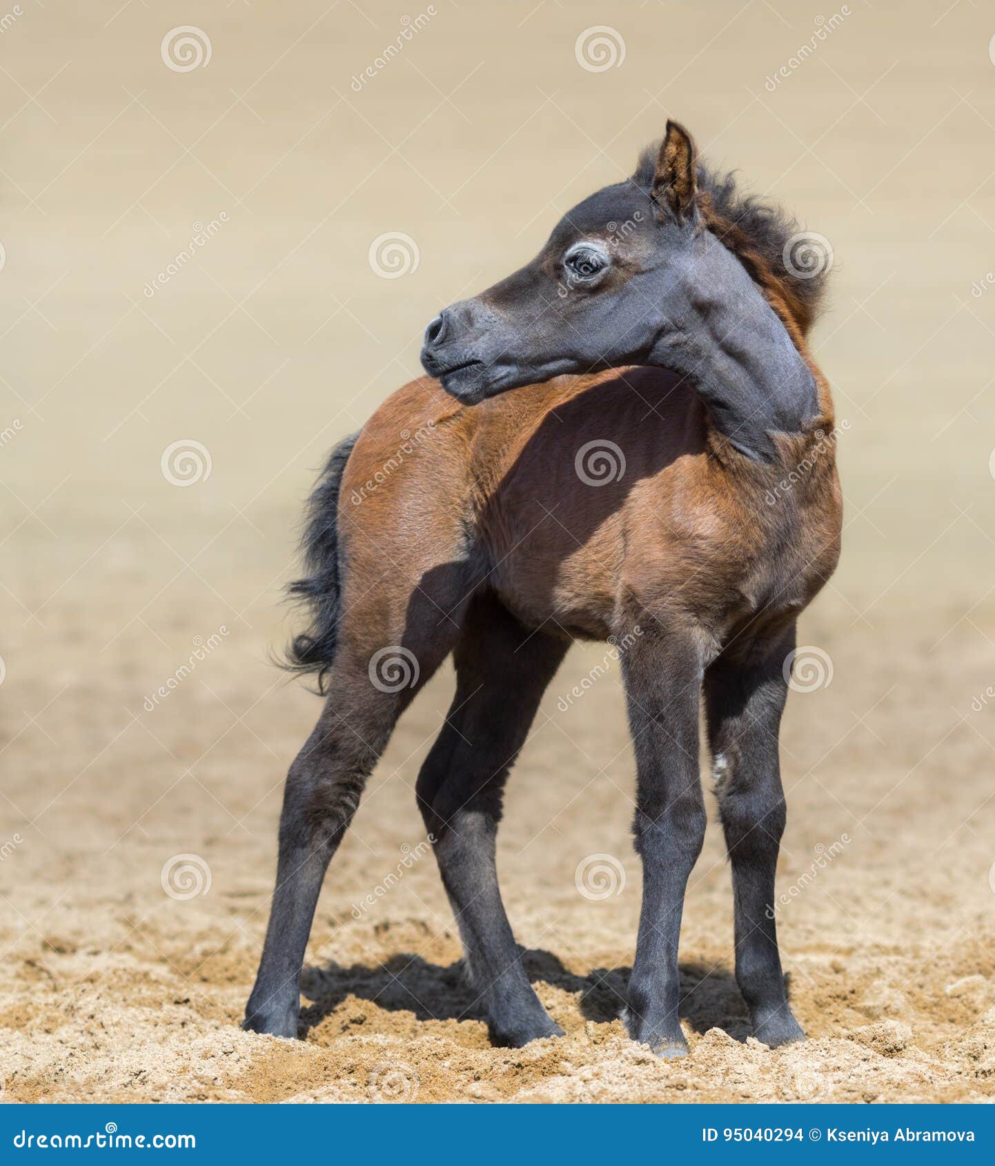 Американская миниатюрная лошадь постановка головы. Американская миниатюрная лошадь. Американская миниатюрная лошадь форма головы. American Mini Horse hospis.