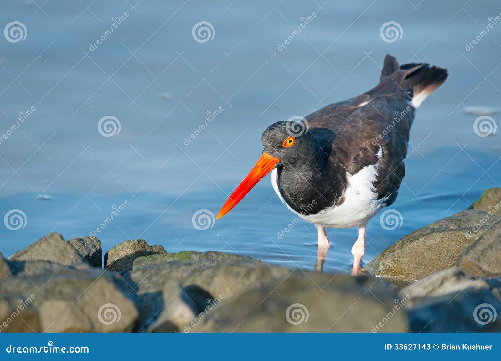 American Oystercatcher Chick Stock Image Image of american, bird