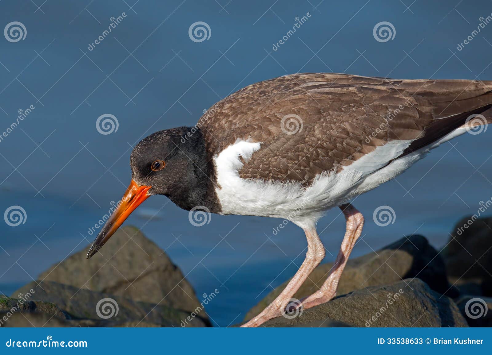 American Oystercatcher Chick Stock Image Image of palliatus, juvenile