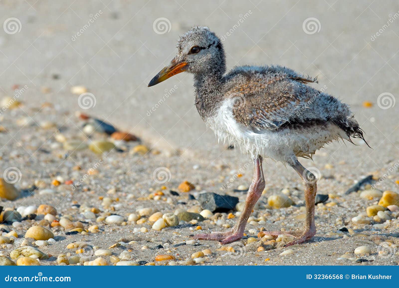 American Oystercatcher Chick Stock Photo Image of ocean, american
