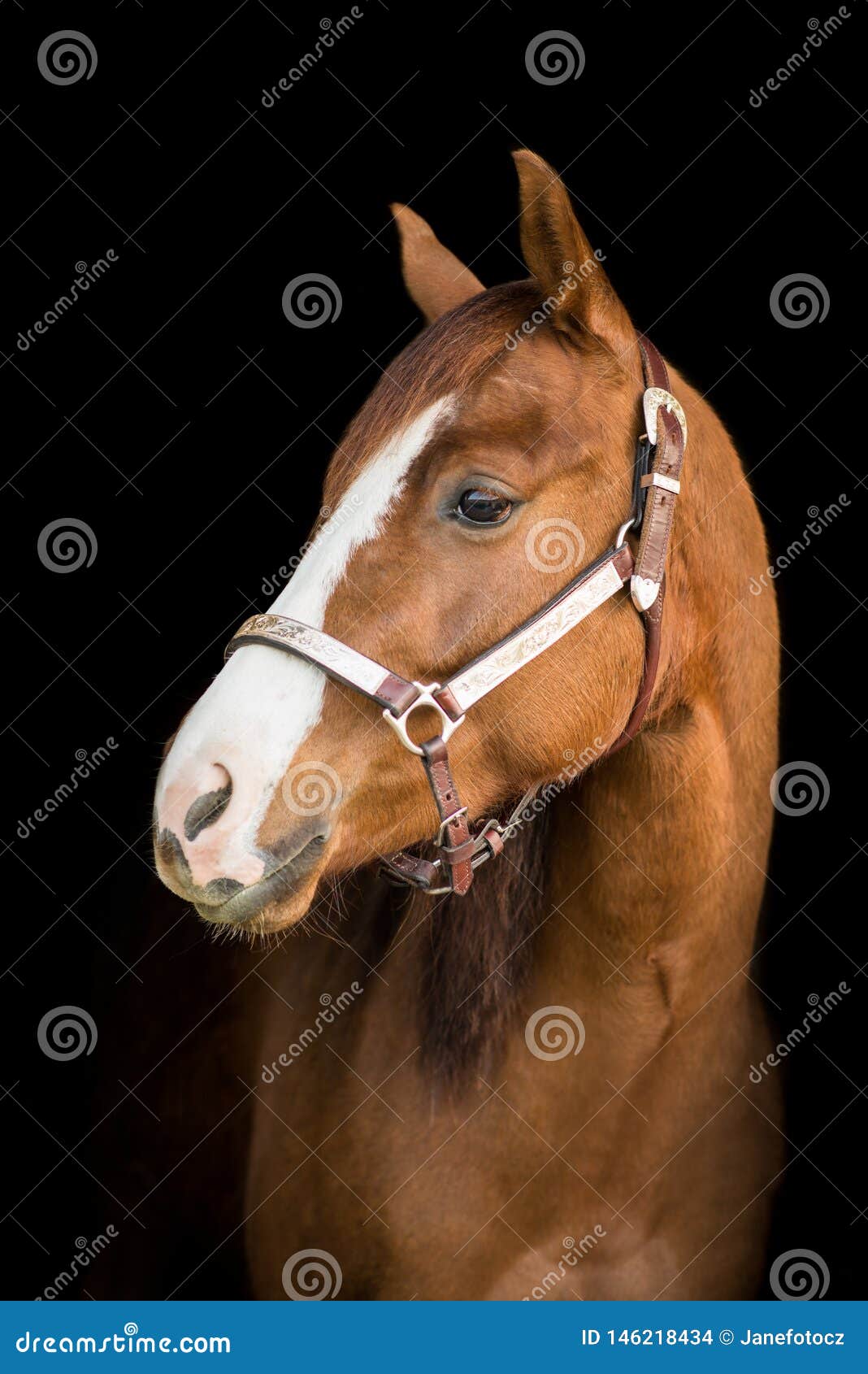 American Paint Horse On The Black Background Stock Photo - Image of