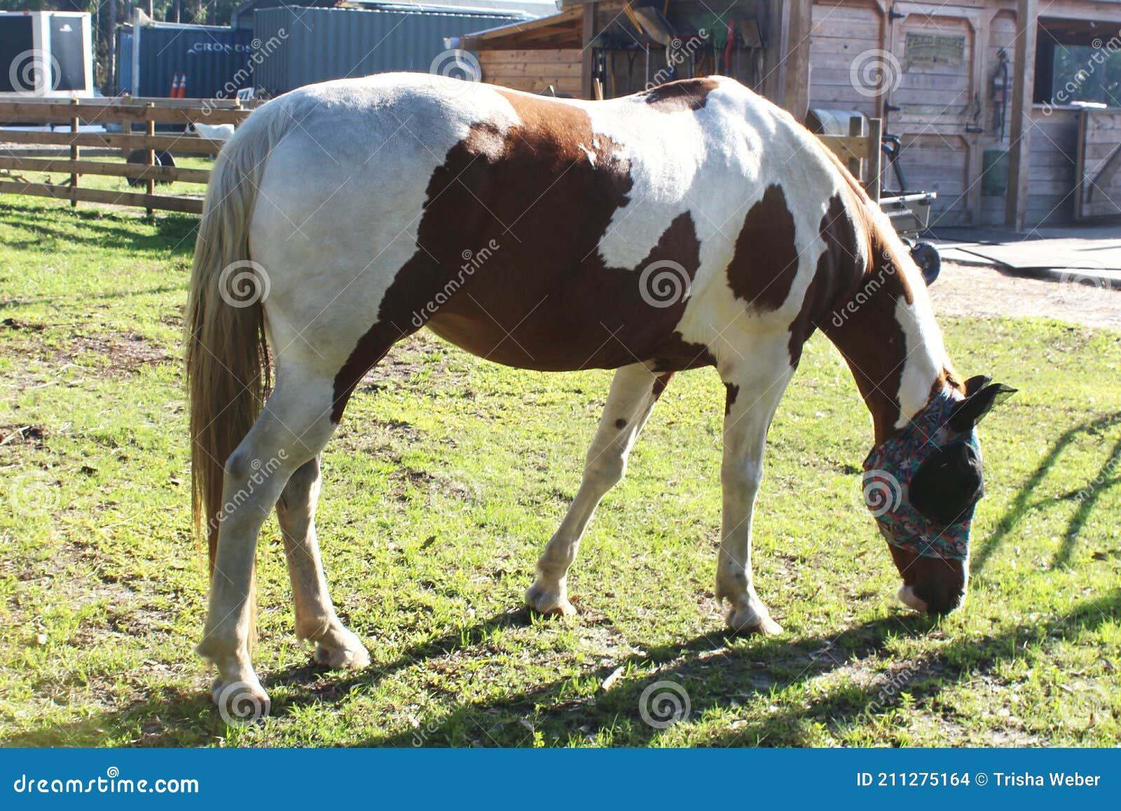 American Paint Horse Horse Breed Stock Photo Image of paint