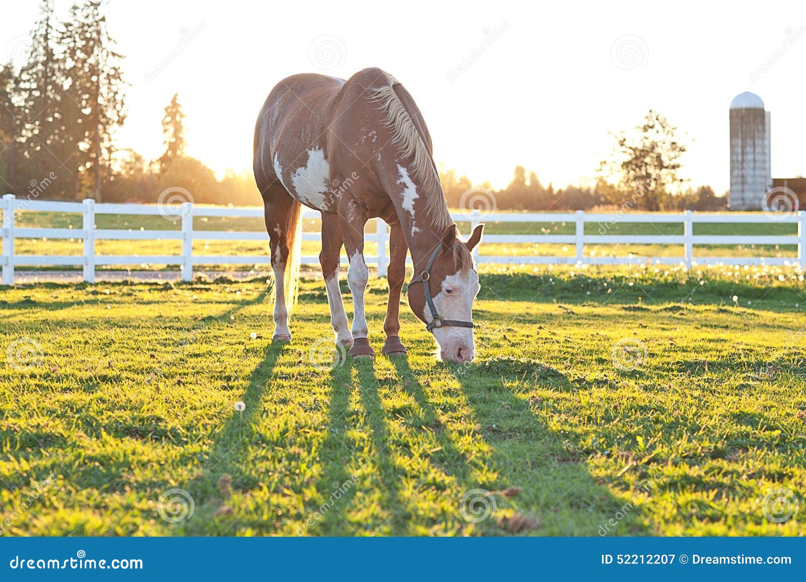 American Paint Horse Grazing at Sunset Stock Image Image of