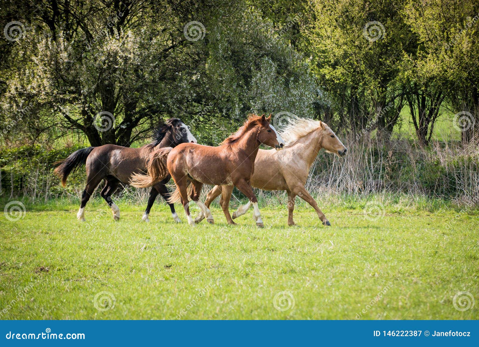 American Paint Horses Running on the Green Meadow Stock Image Image