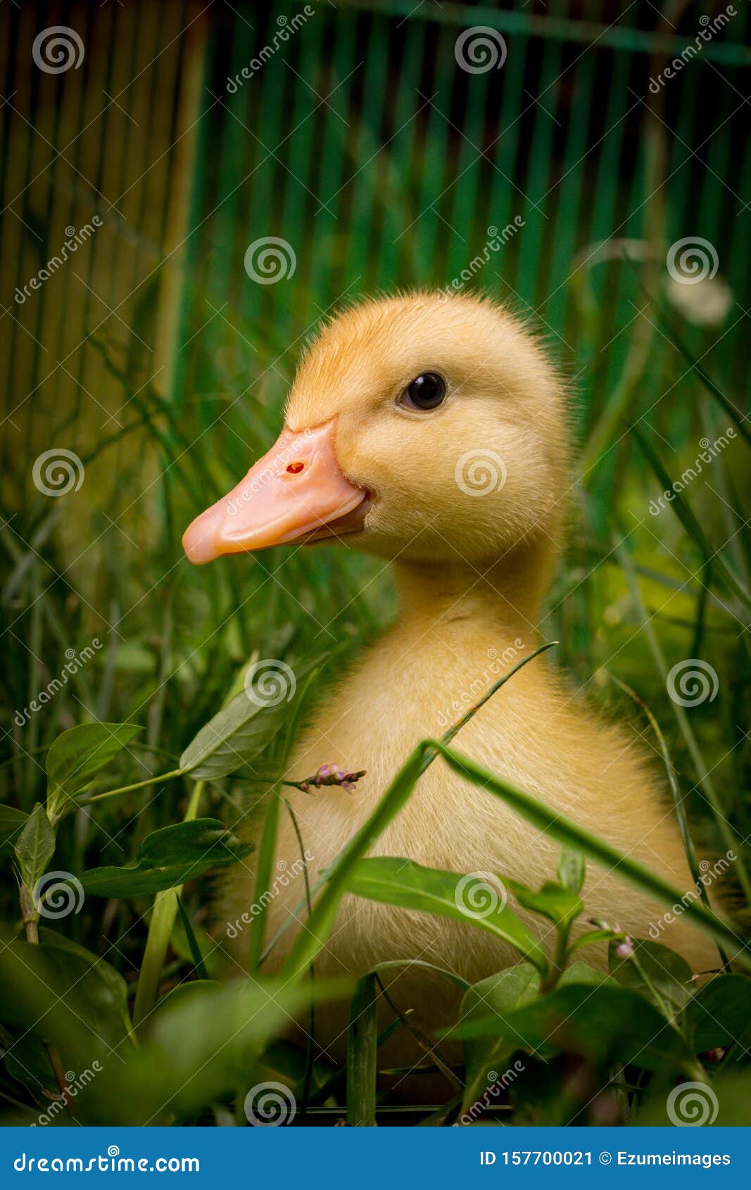 American Pekin Duckling Stock Image Image Of Baby Backyard 157700021