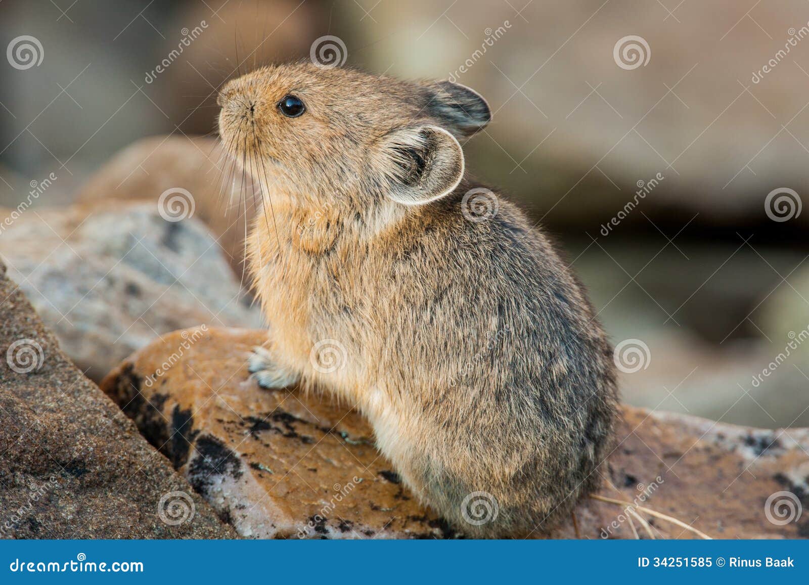 American Pika stock image. Image of round, attentive ...