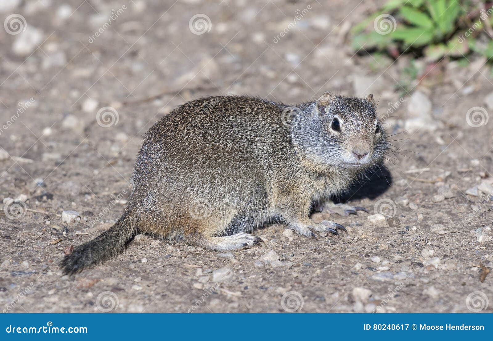 American Pika on Gravel with Claws Extended in Canada Stock Image - Image of lagomorph, ochotona: 80240617 American Pika on Gravel with Claws Extended in Canada Stock Image - Image of lagomorph, ochotona: 80240617