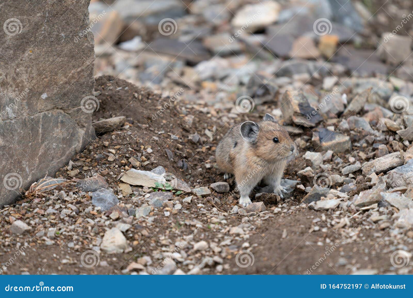 American Pika, Ochotona Princeps Stock Image - Image of ...