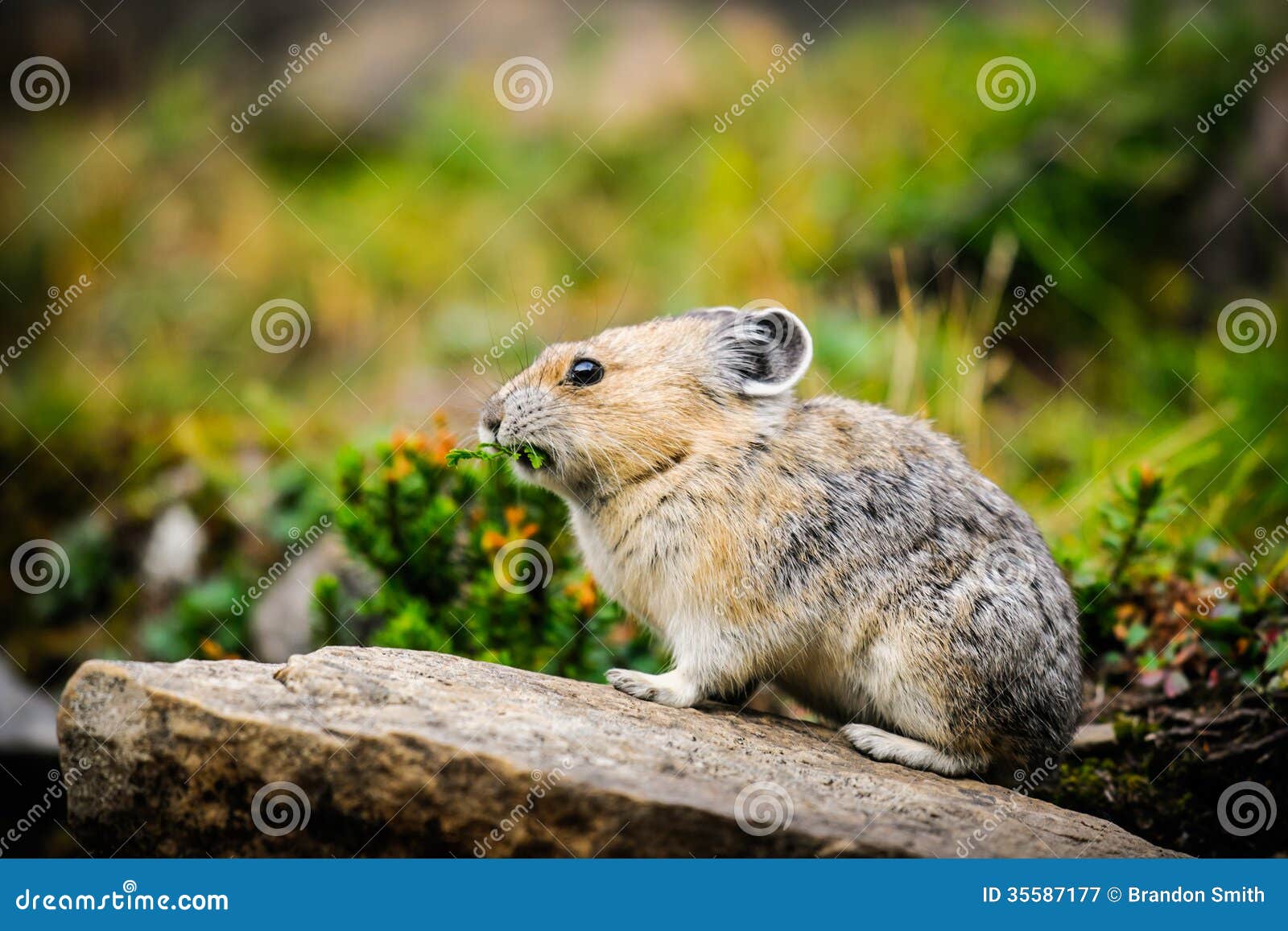 American Pika (Ochotona Princeps) Stock Image - Image of ...