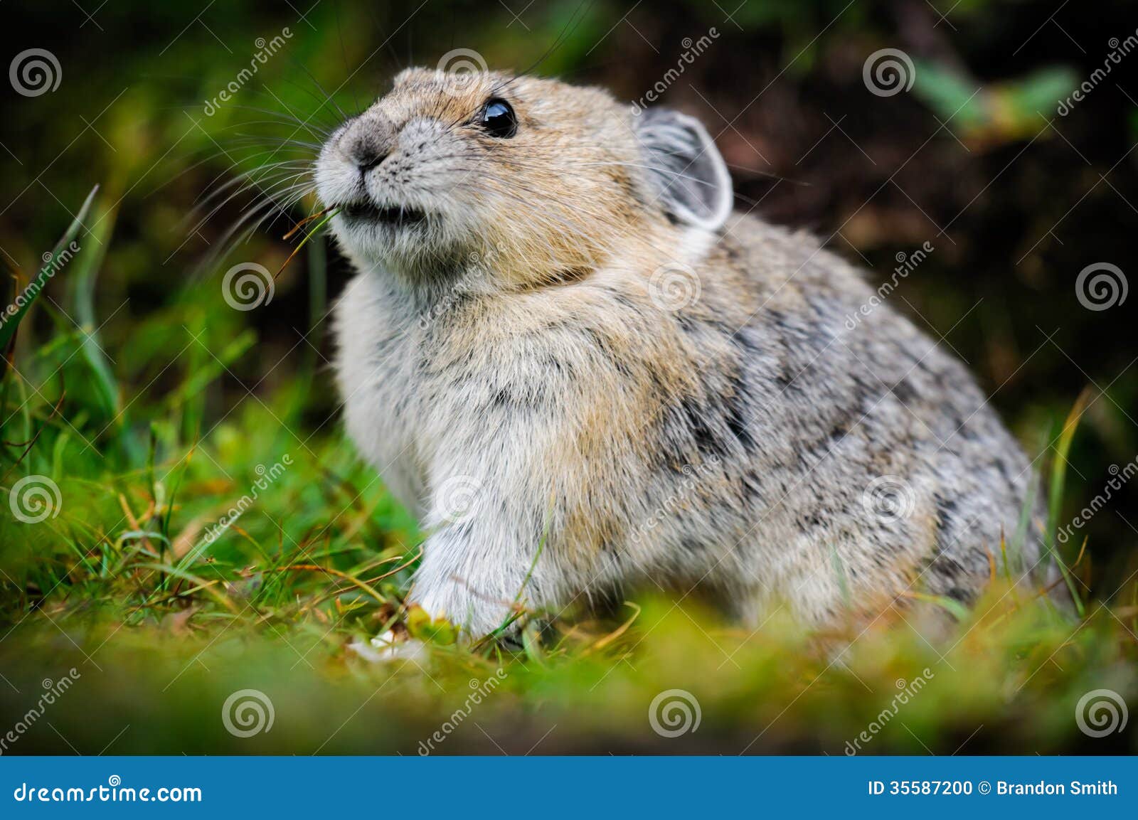 American Pika (Ochotona Princeps) Stock Photo - Image of ...