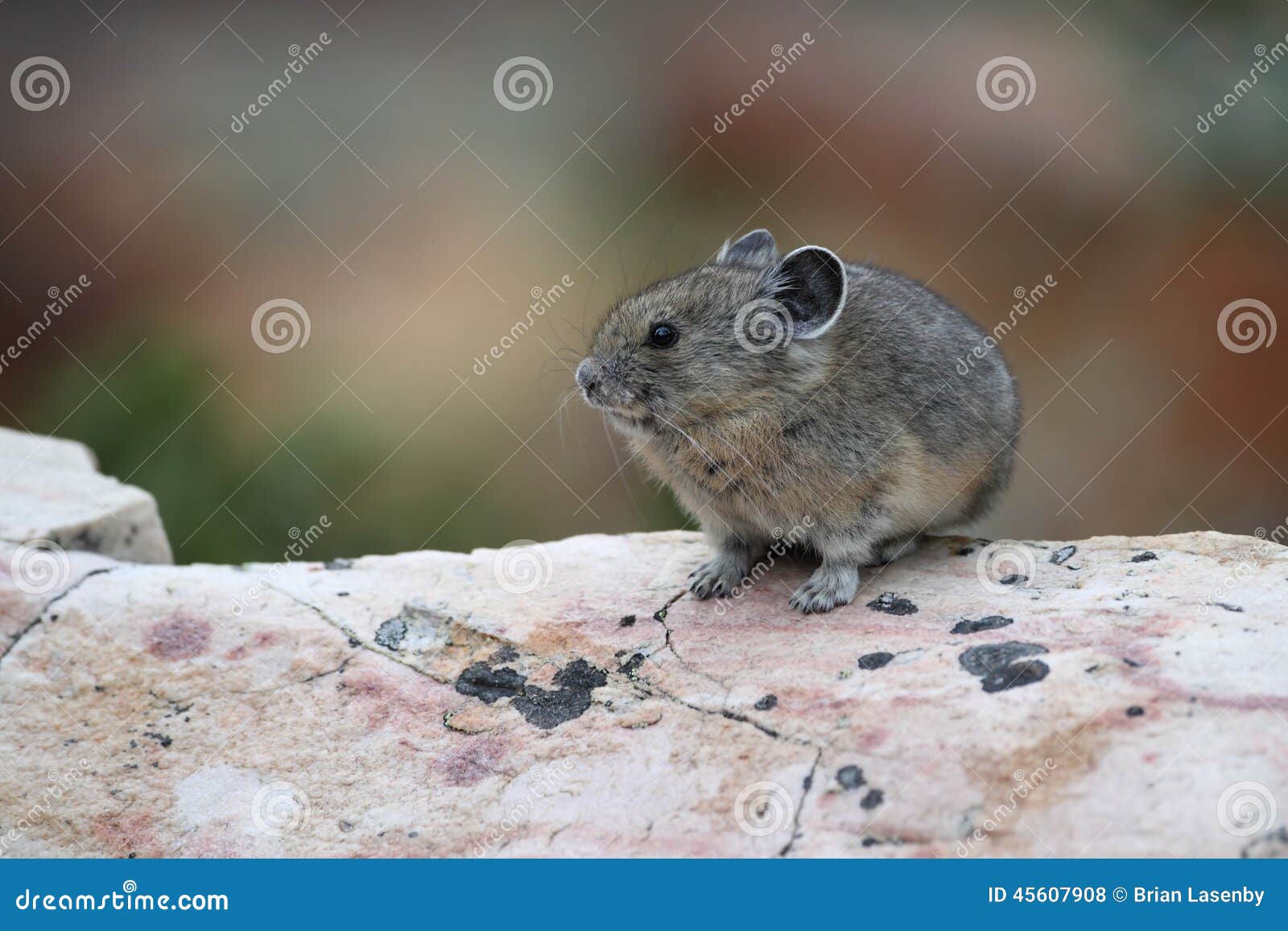 American Pika Sitting On A Granite Rock Stock Photo ...