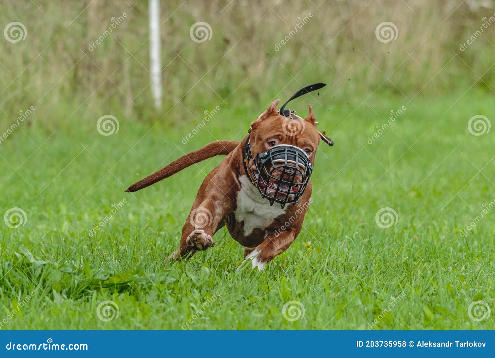 American Pit Bull Running in the Field Stock Photo - Image of ...