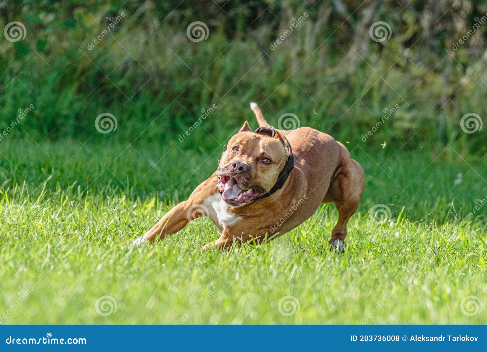 American Pit Bull Running in the Field Stock Photo - Image of animal ...