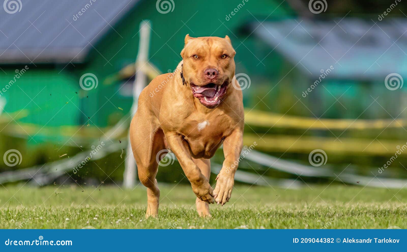 American Pit Bull Running in the Field on Lure Coursing Competition ...