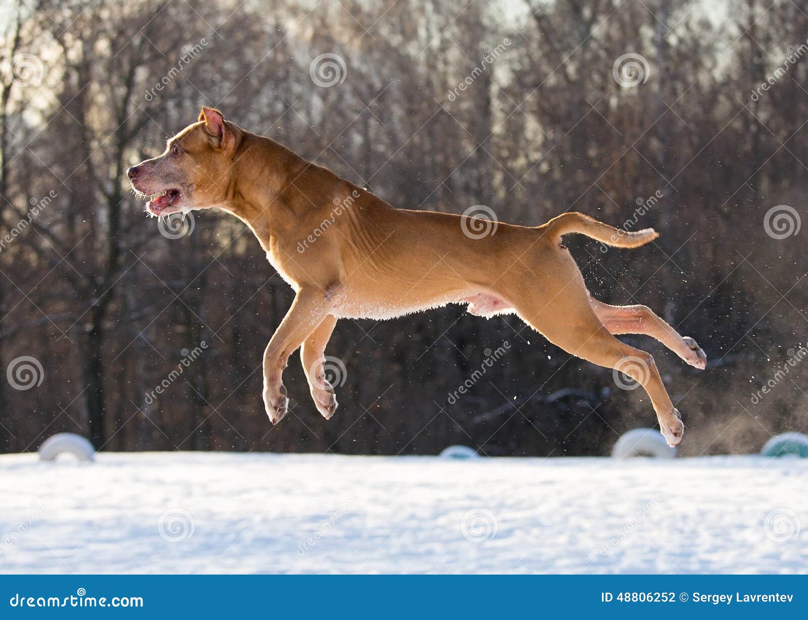 American Pit Bull Terrier Jumping Stock Photo Image of danger, area