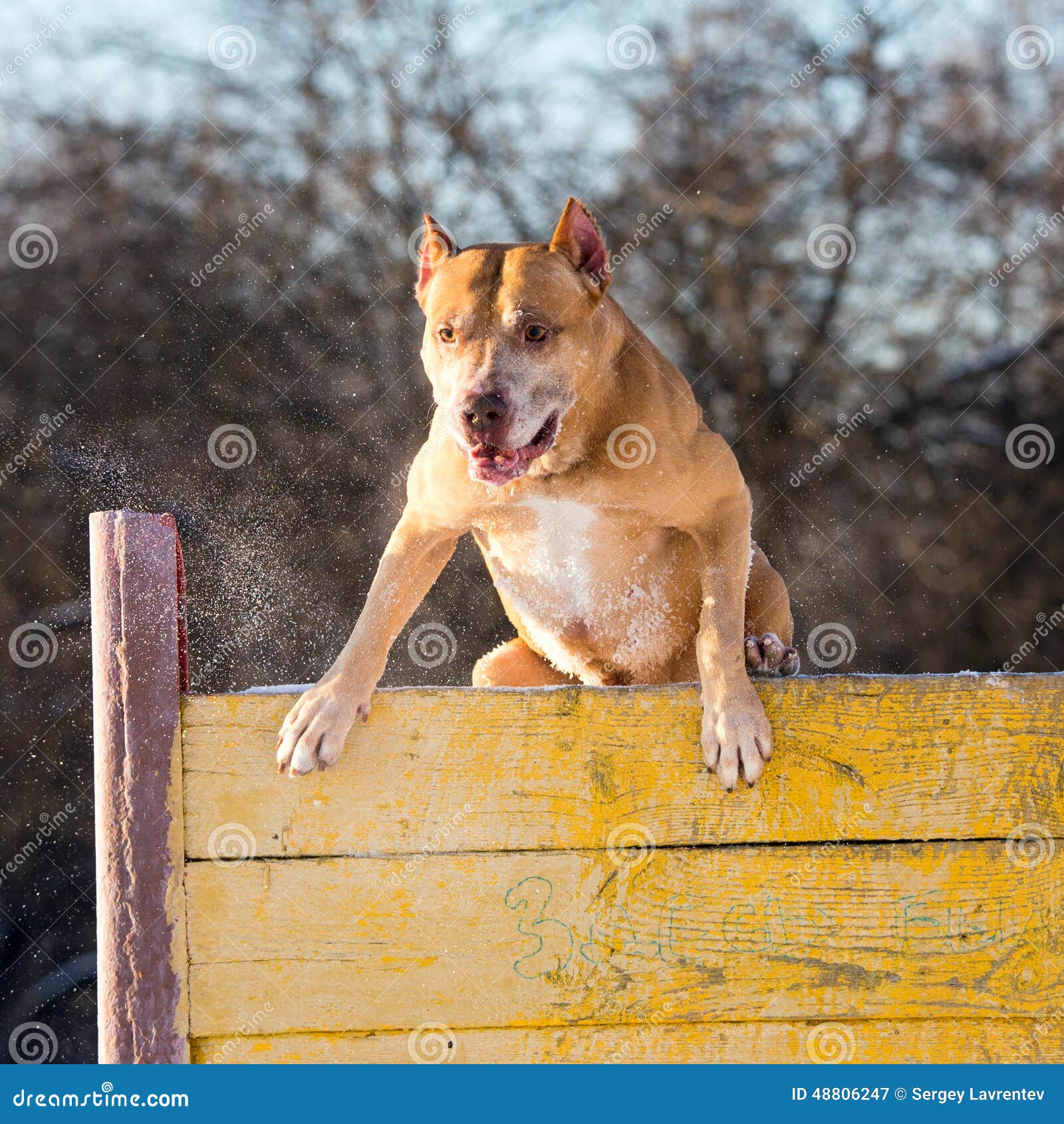 American Pit Bull Terrier Jumps Over Hurdle Stock Photo ...