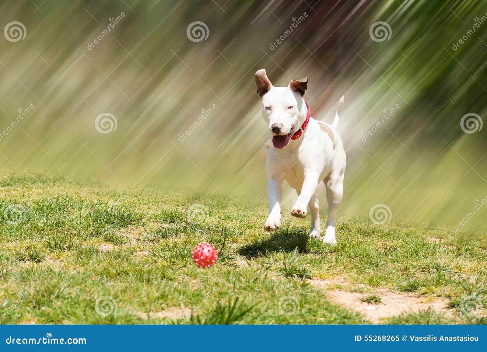 American Pit Bull Terrier Running To Catch the Ball. Stock Image