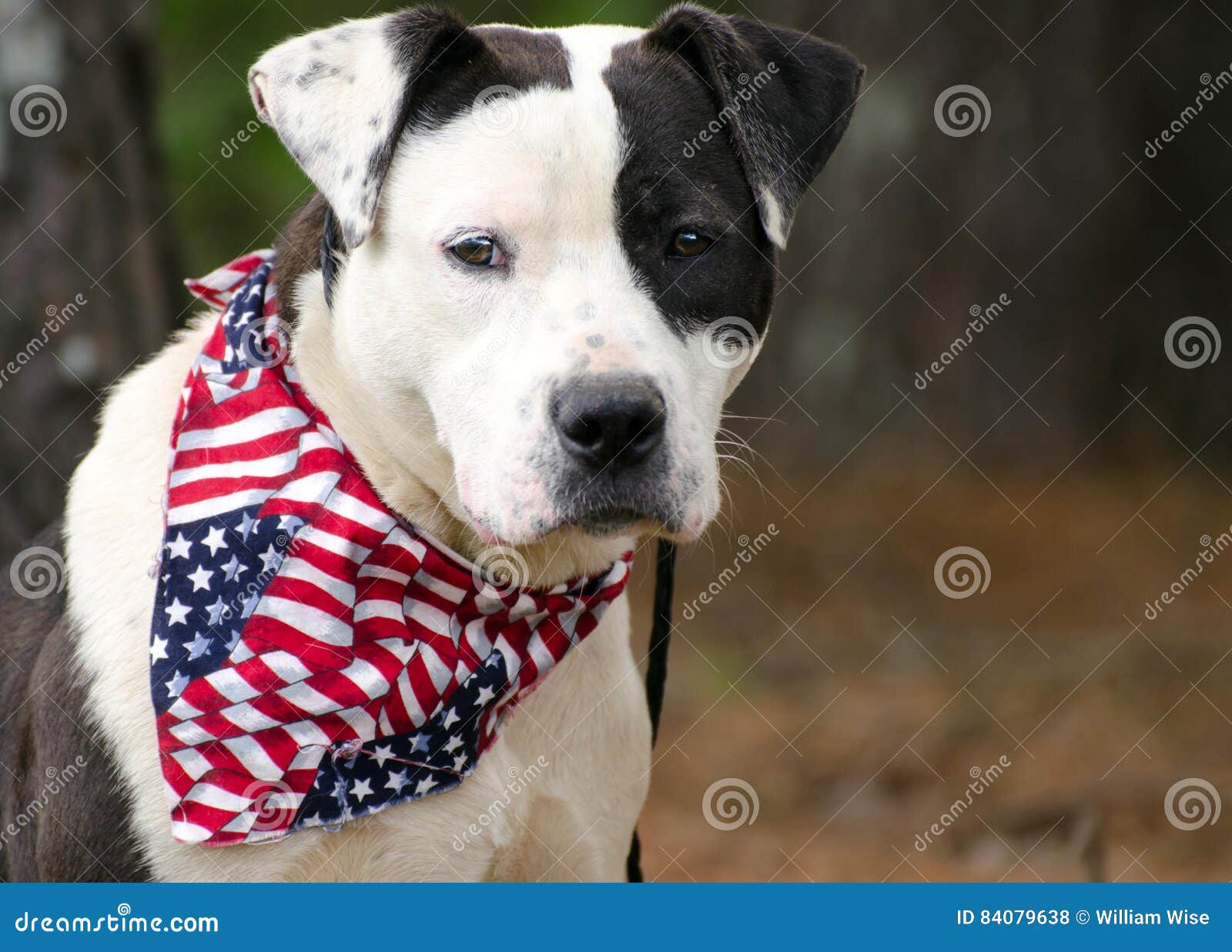 american pitbull bulldog mixed breed dog with american flag bandana stock photo image of jack outdoor 84079638