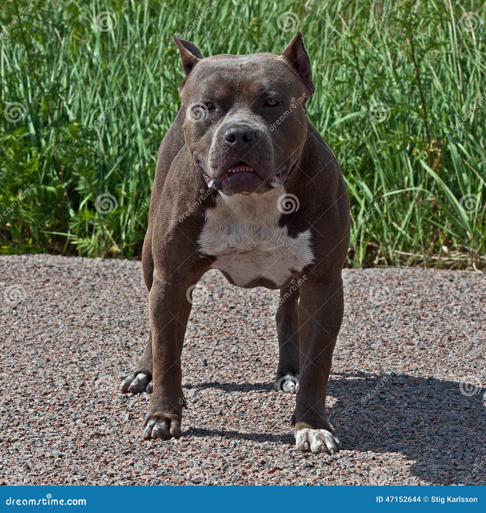 American Pitbull Terrier Male Stock Photo Image of dogs