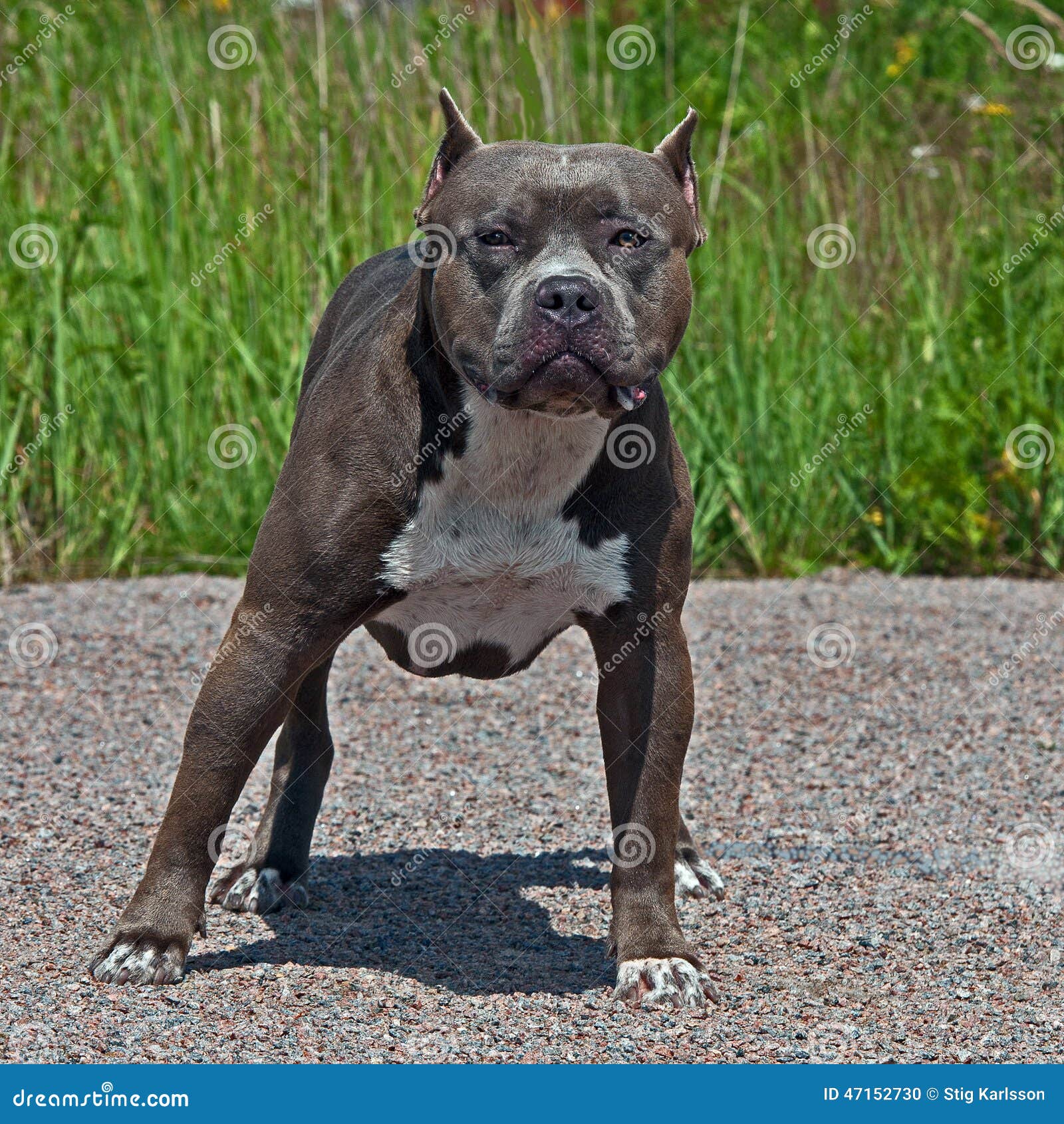 American Pitbull Terrier Male Stock Photo Image of