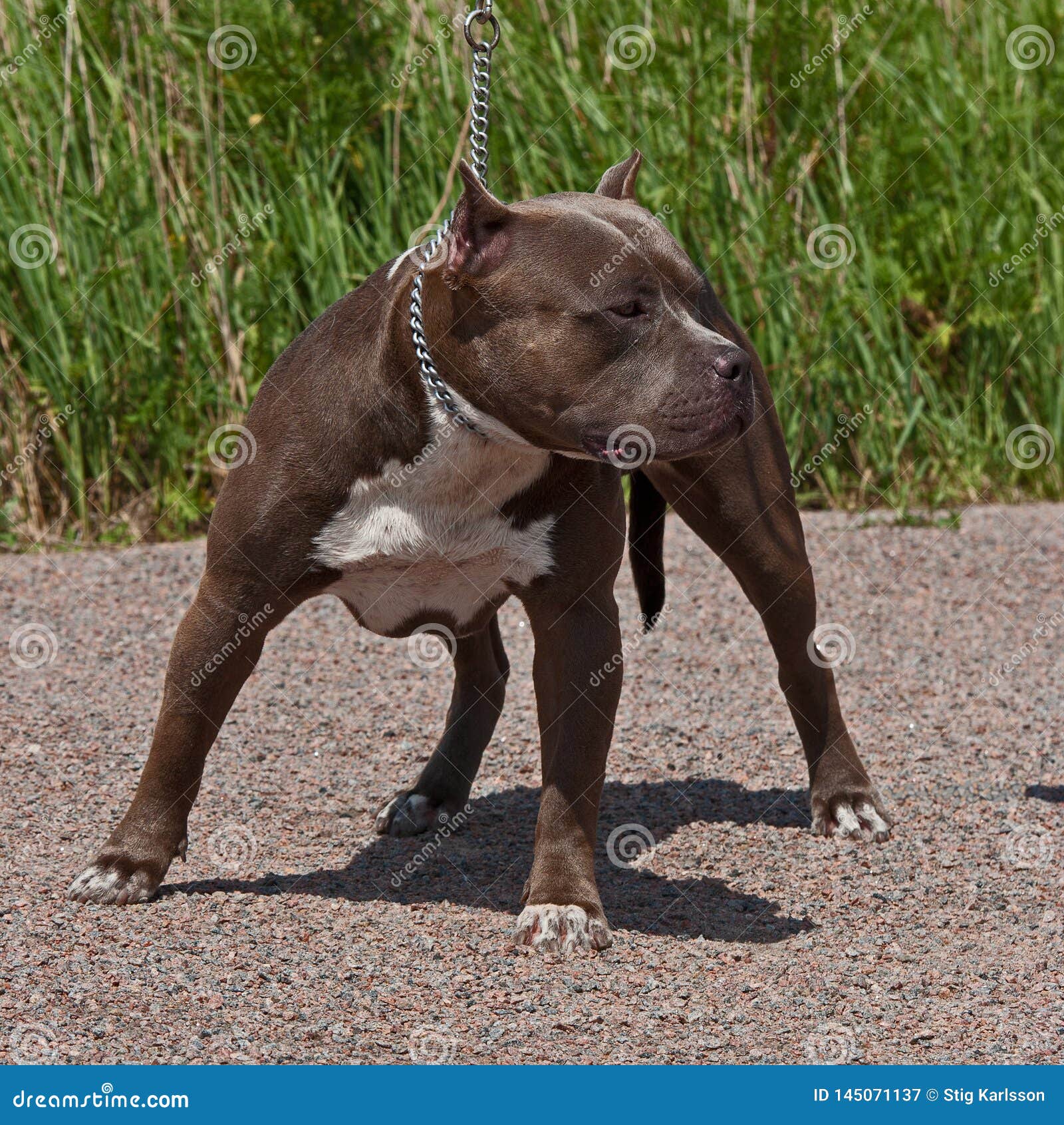 American Pitbull Terrier Male Stock Image Image of bulls