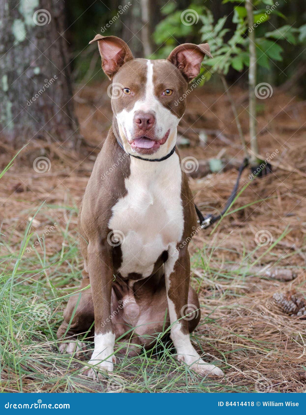Cute Pitbull Mom - Design - Bull Terrier Mommy Photographic Print
