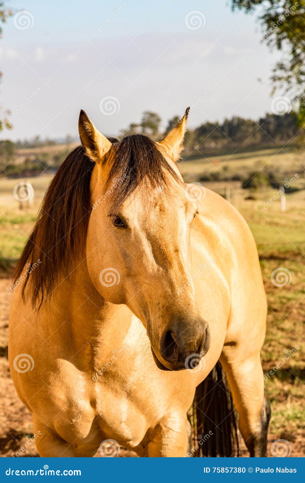 American Quarter Horse Stallion