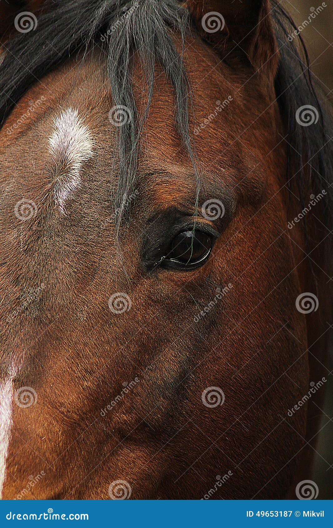 American Quarter Horse Stallion Stock Image Image of tail, grass