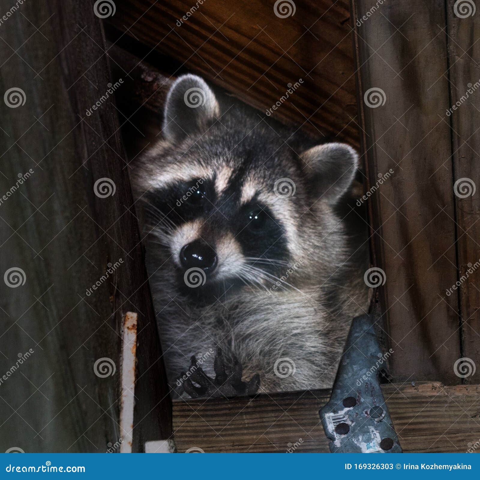 How To Get Rid Of Raccoons In An Attic (In 5 Steps)