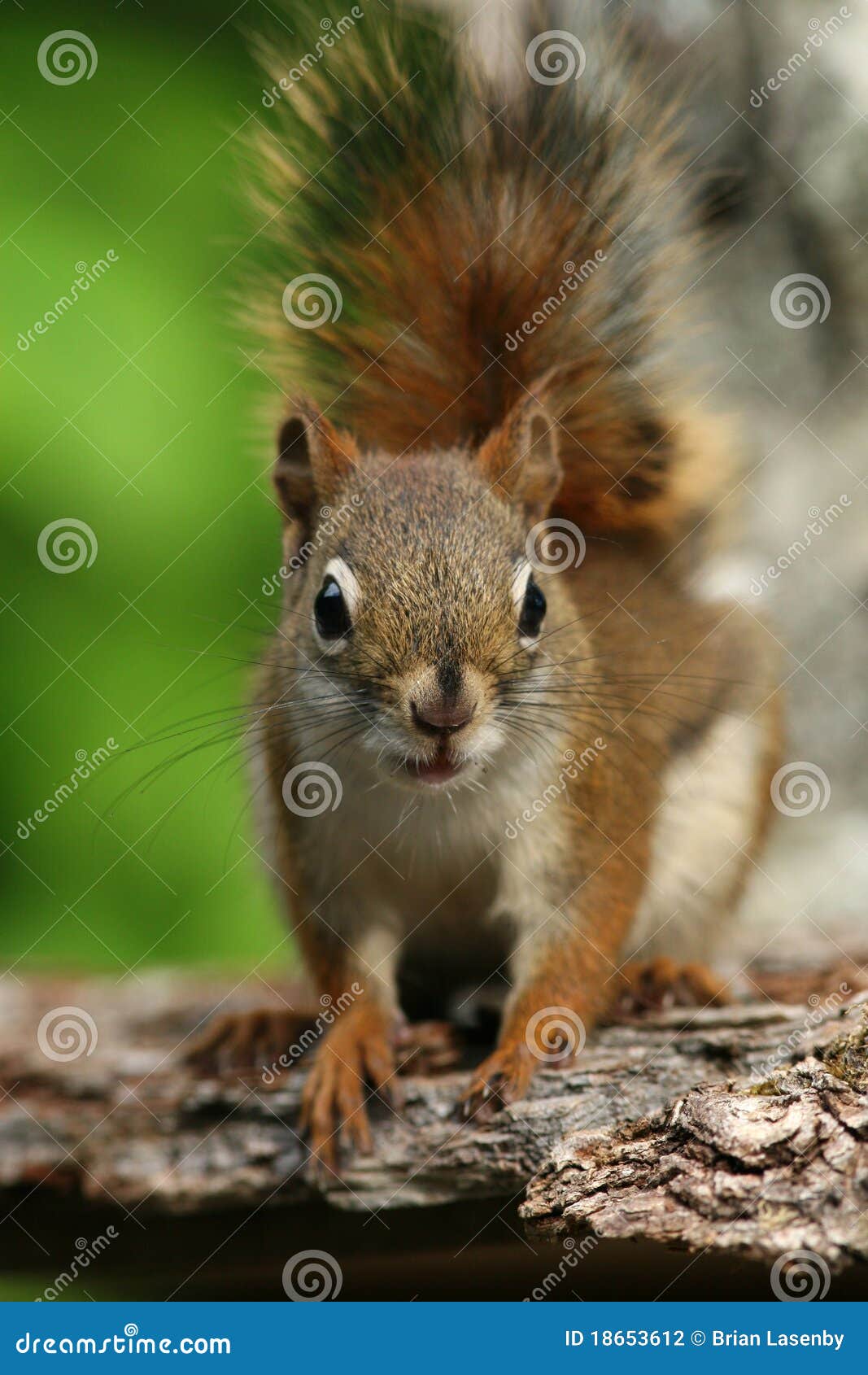American Red Squirrel Ontario, Canada Stock Photography Image 18653612