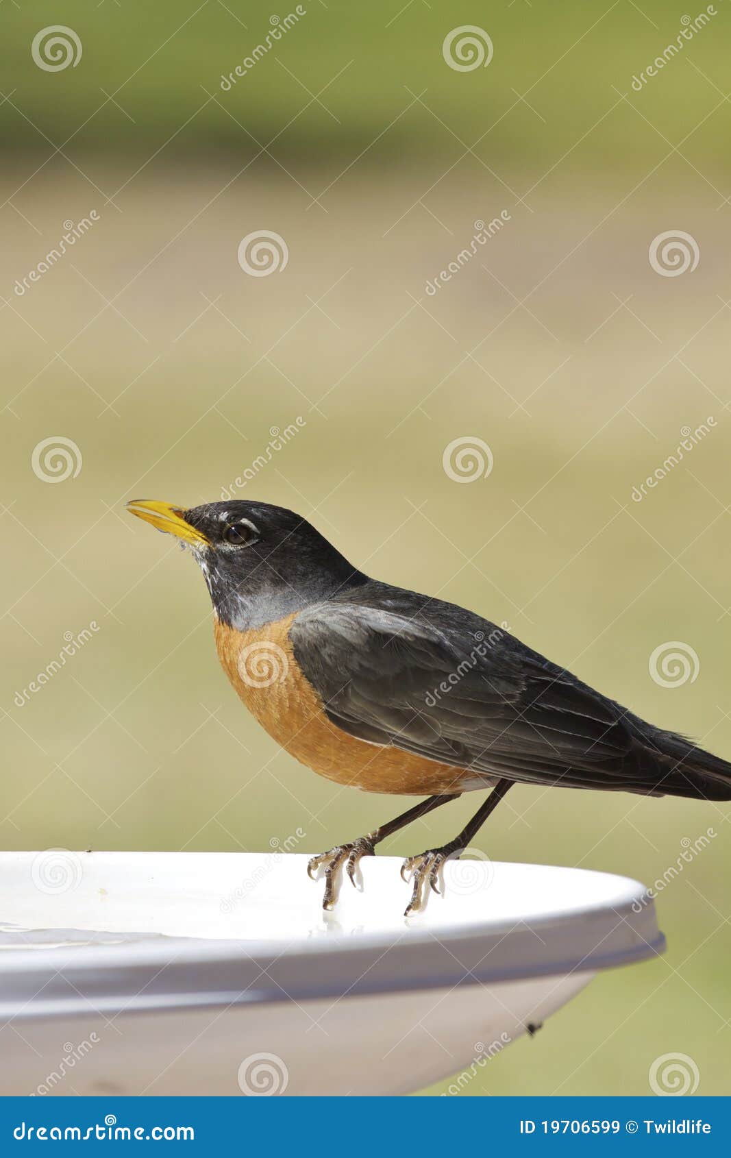 American Robin Drinking stock image. Image of bird, orange 19706599