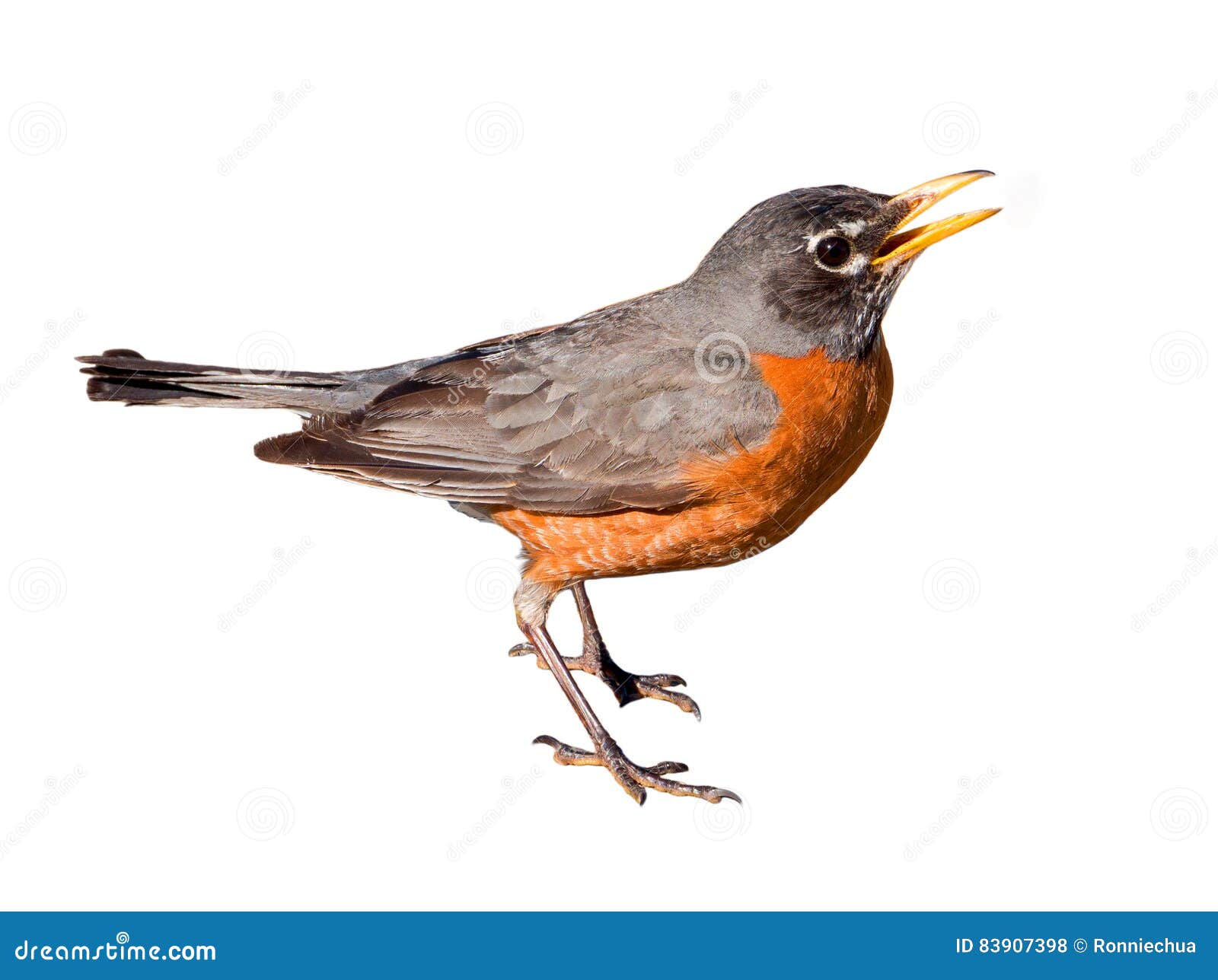 American Robin - Song Of America