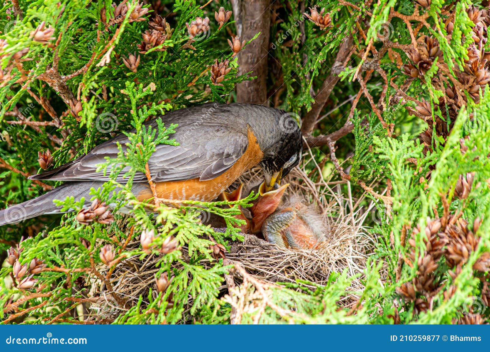 American Robin Nest with Babies with Parent Feeding Stock Image Image of turdus, birds 210259877