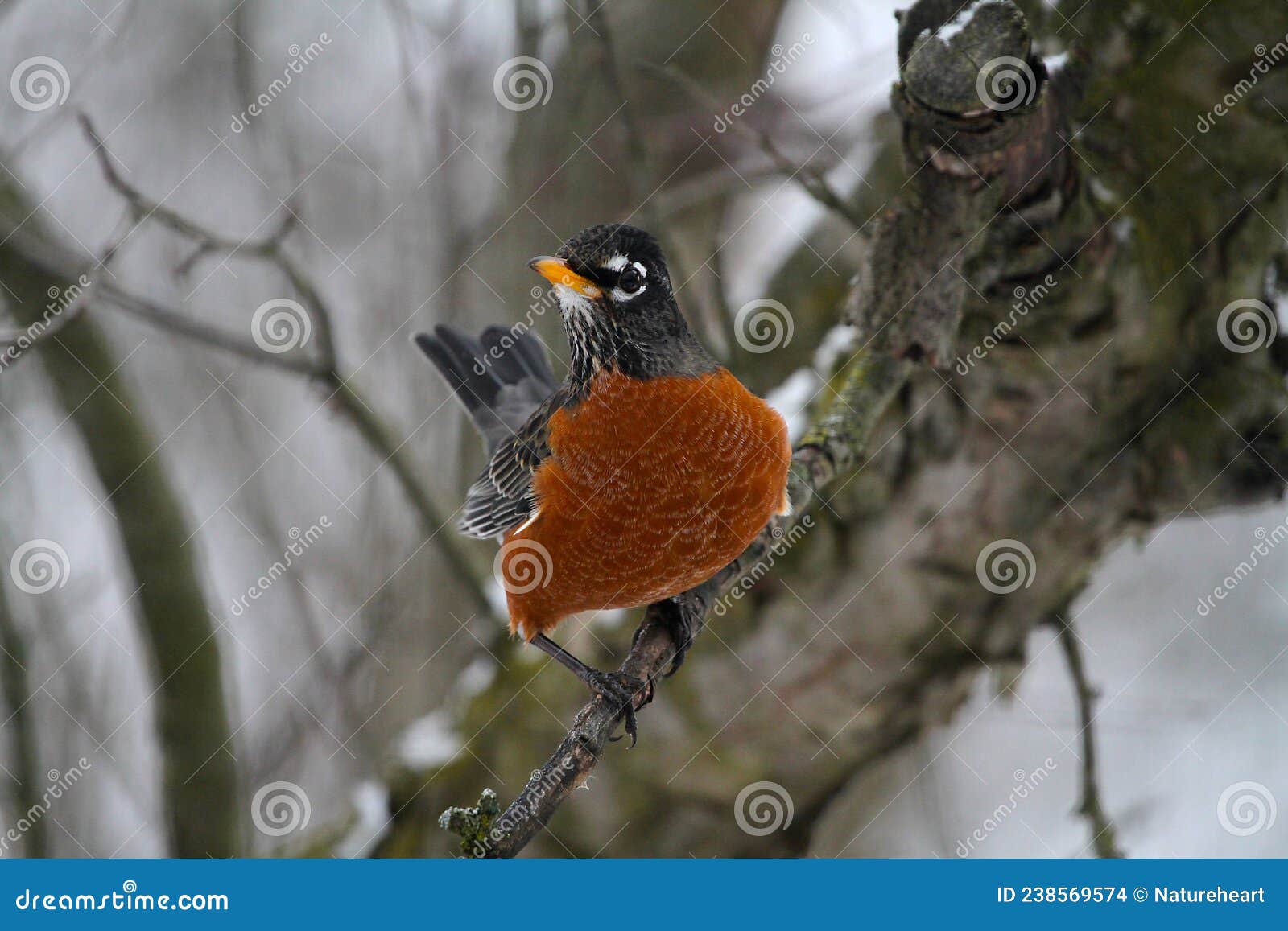 american robin with robust red breast -  turdus migratorius