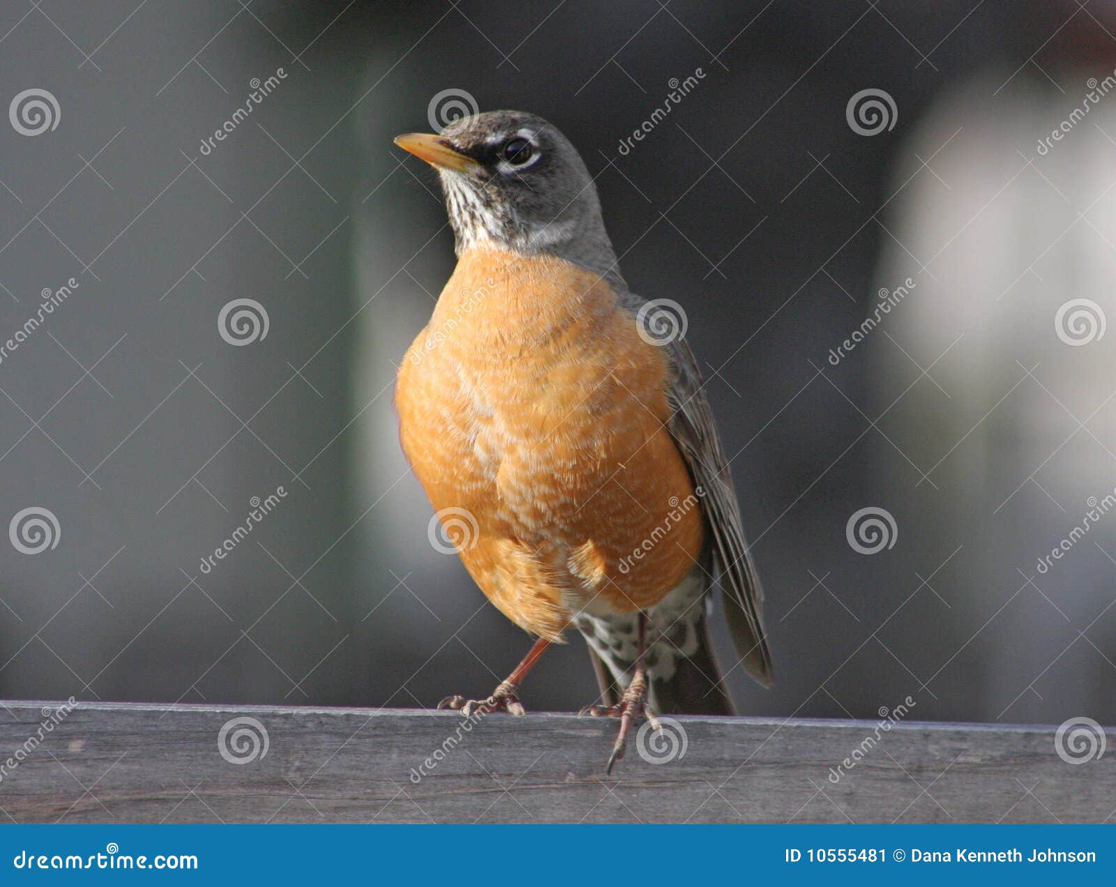 american robin (turdus migratorius)