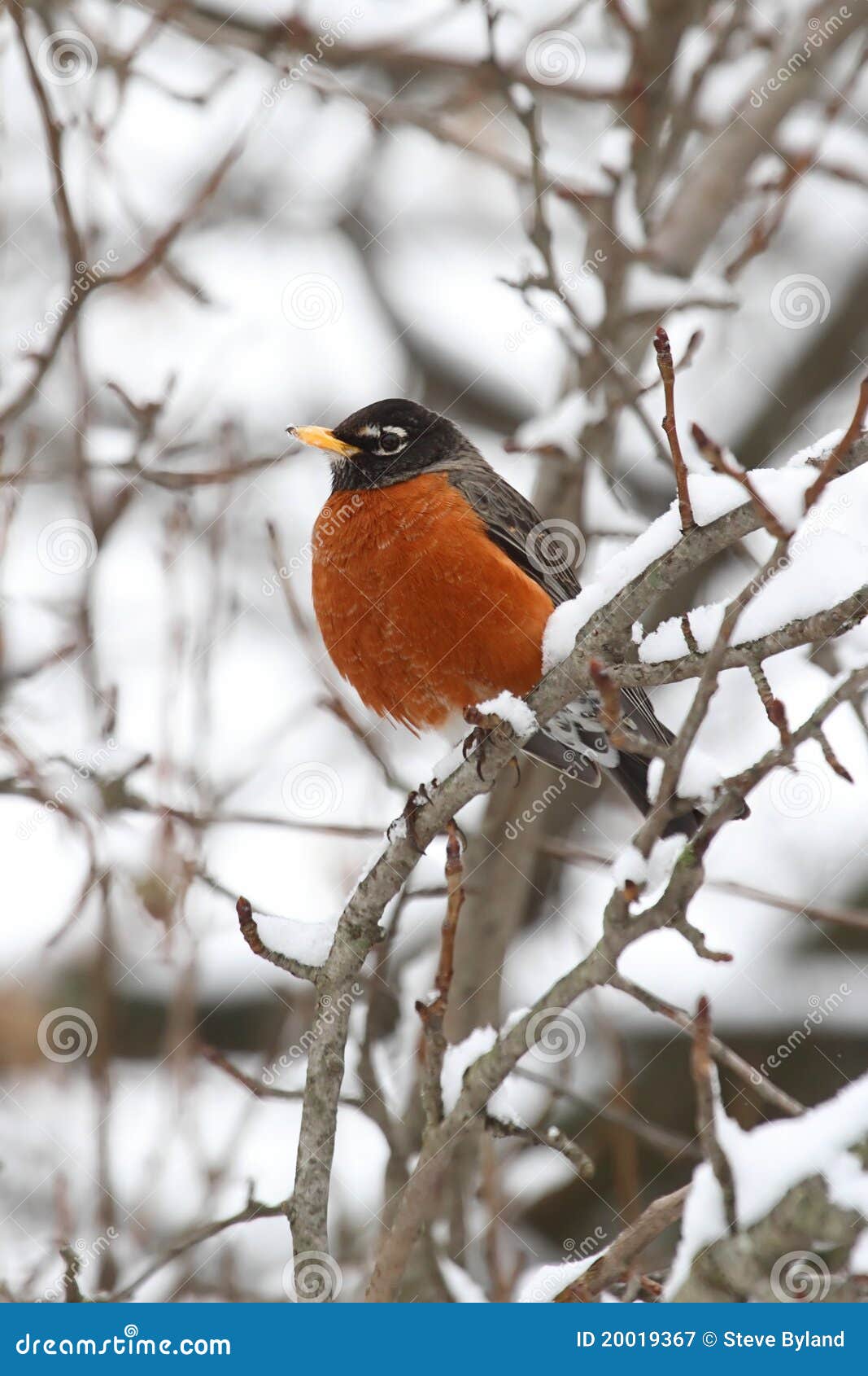american robin (turdus migratorius)