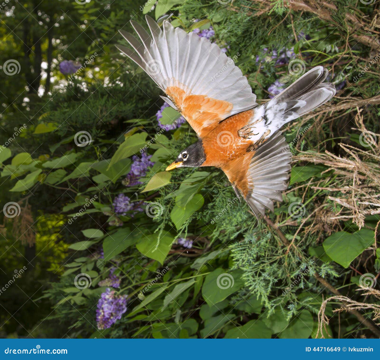 american robin (turdus migratorius) flying.