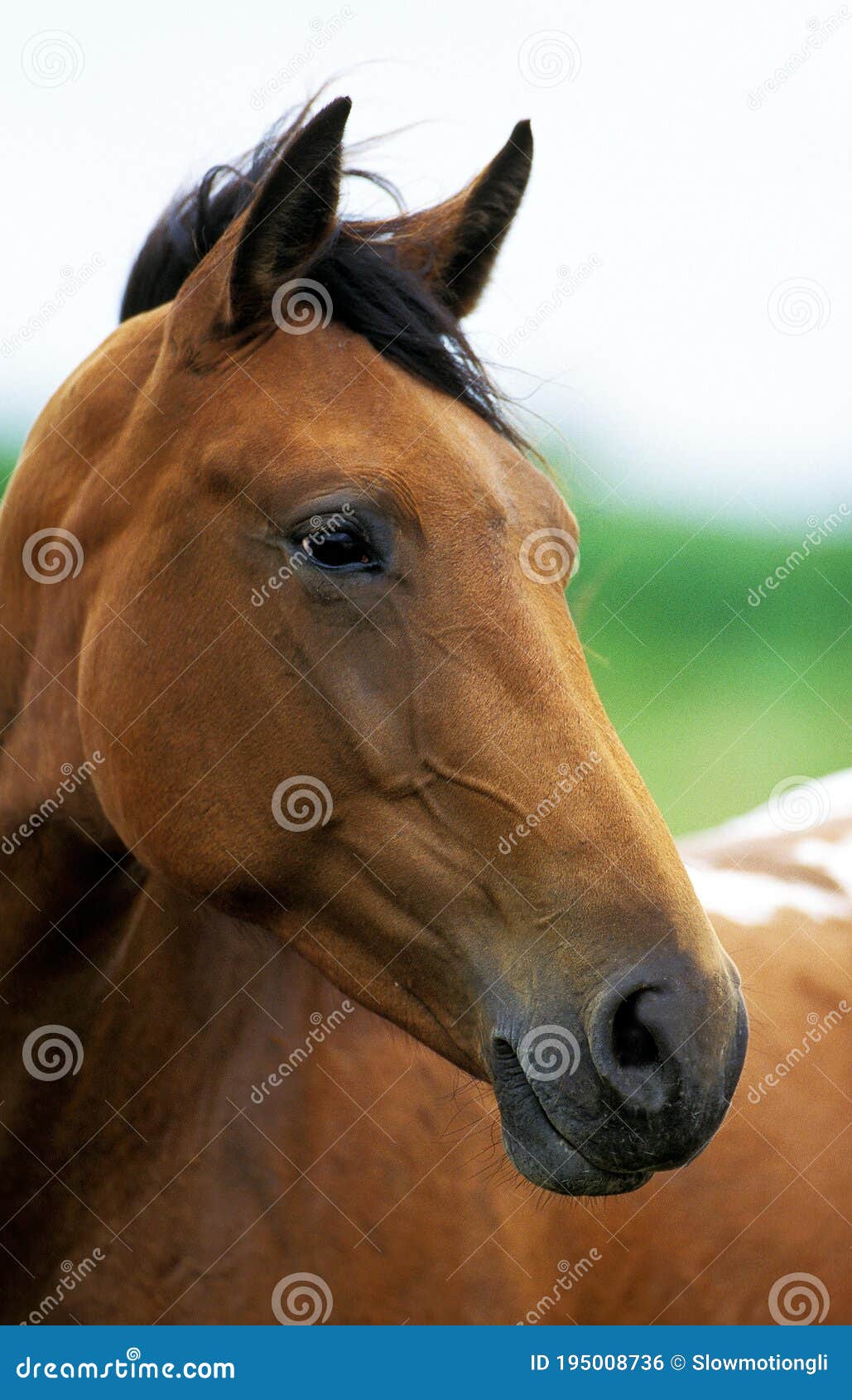 american saddlebred horse, portrait d`un adulte