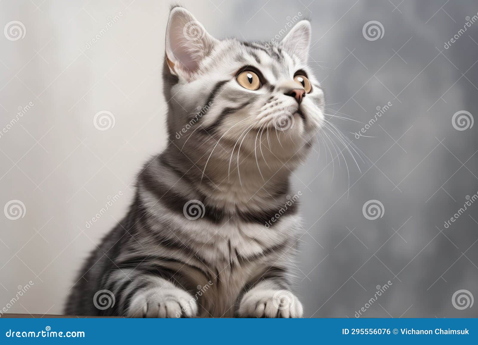 american shothair cat on gray  background generative ai