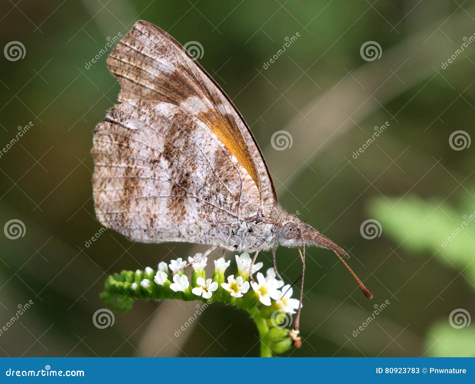 american snout butterfly - libytheana carinenta