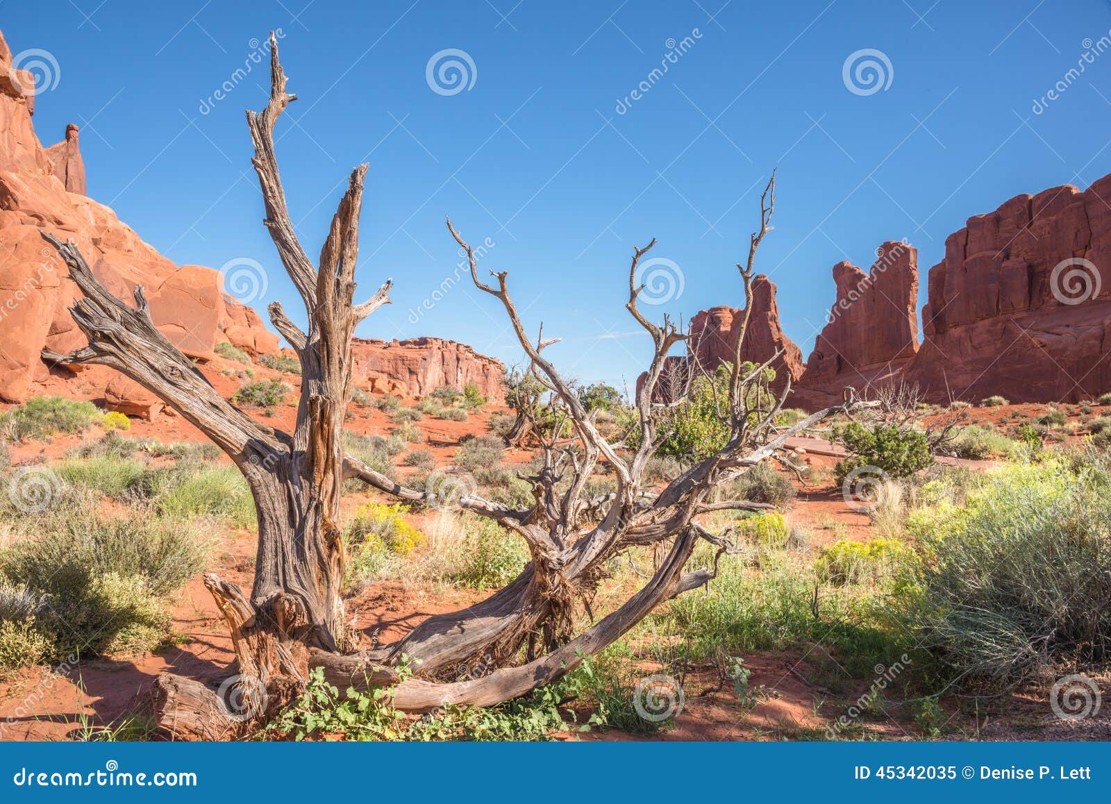 american southwest desert landscape red sandstone