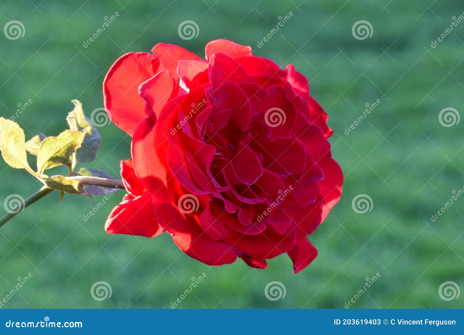 American Spirit Rose Flower 01 Stock Image Image of floral, natural