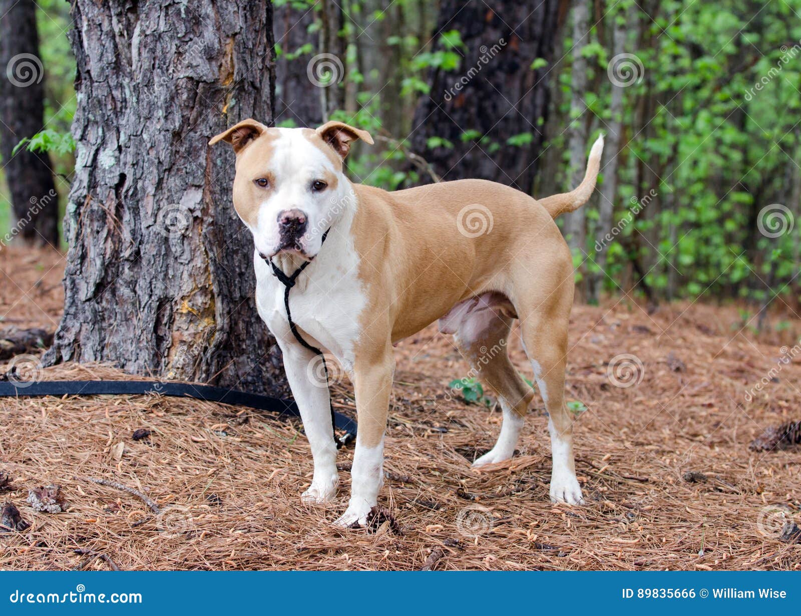 tan and white staffordshire bull terrier