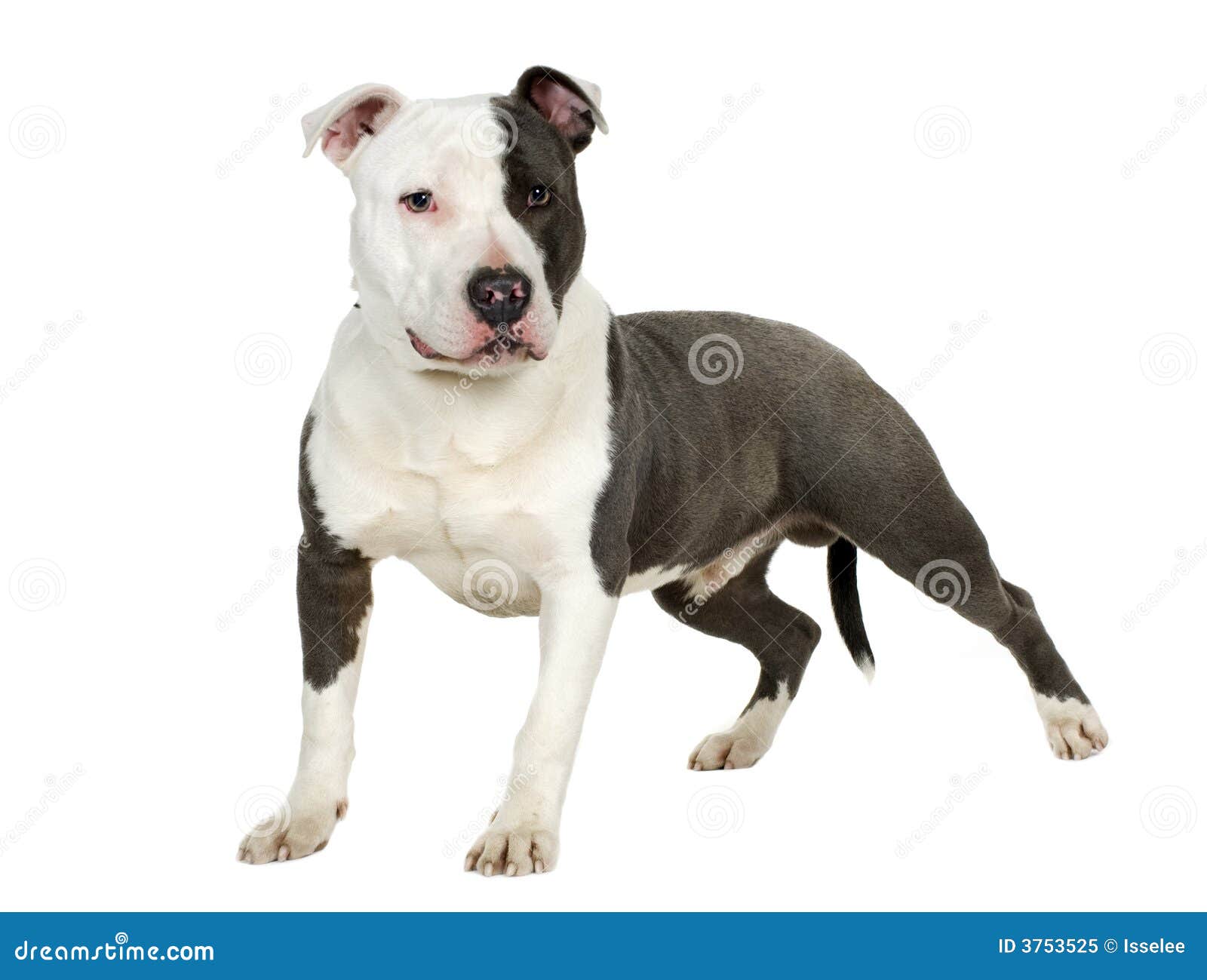 American Staffordshire Terrier (7 