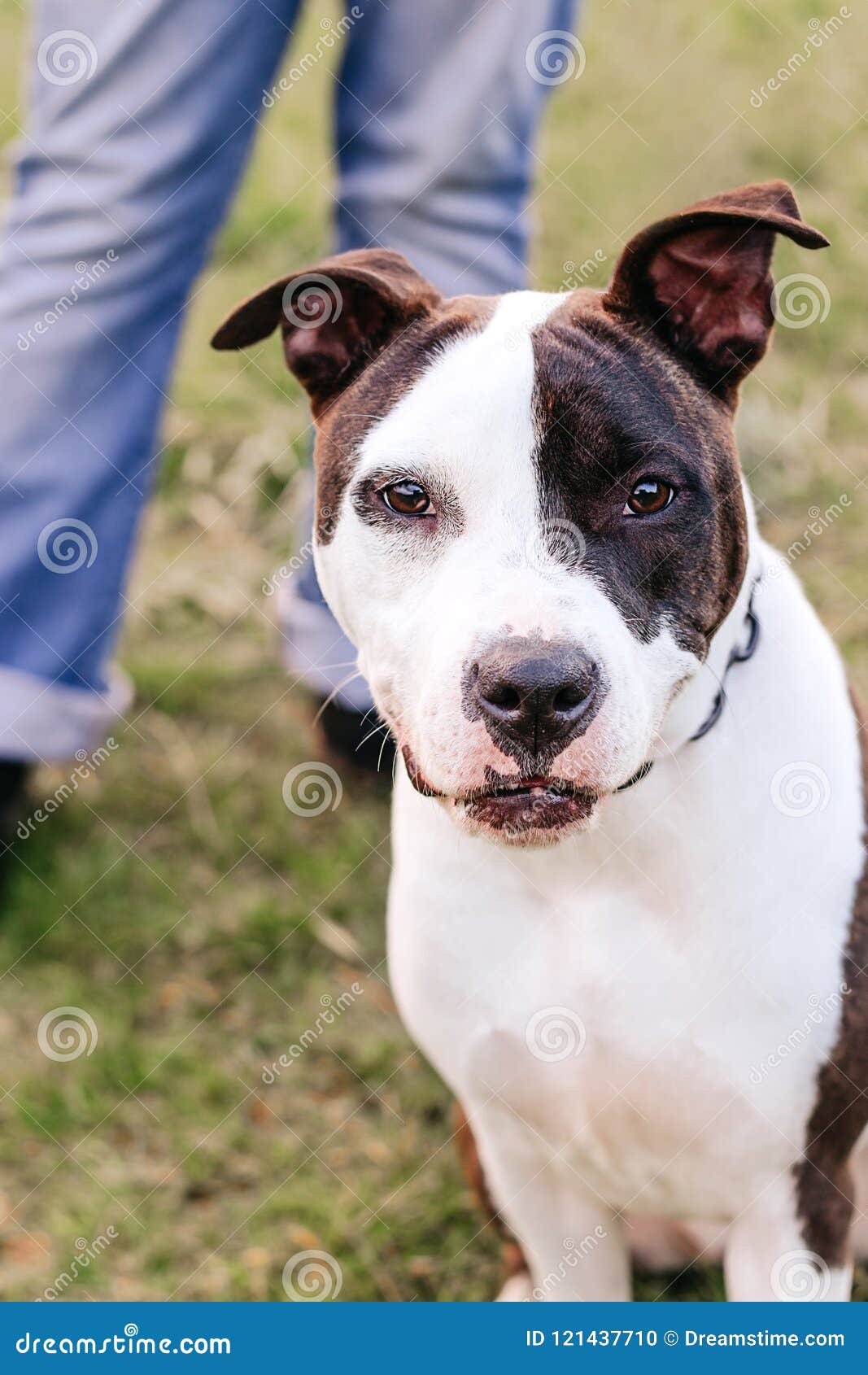 https://thumbs.dreamstime.com/z/american-staffordshire-terrier-amstaff-stafford-young-white-black-near-legs-his-owner-summer-time-copy-space-121437710.jpg