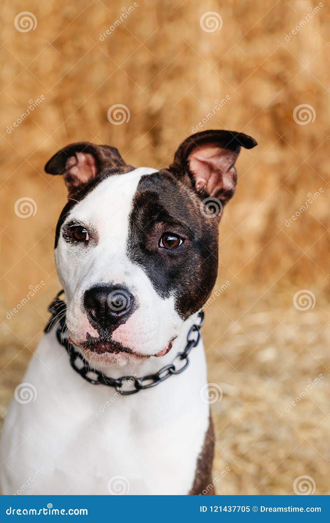 https://thumbs.dreamstime.com/z/american-staffordshire-terrier-amstaff-stafford-young-white-black-summer-time-copy-space-121437705.jpg