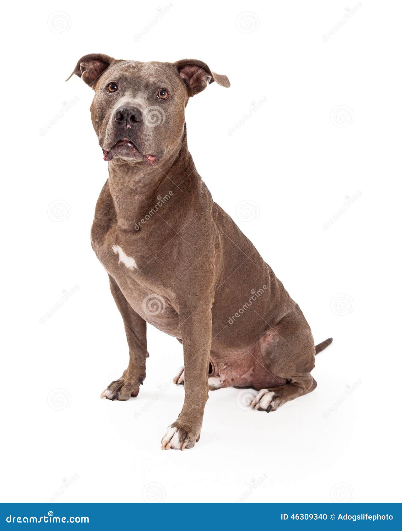 American Staffordshire Terrier Dog Sitting Stock Photo